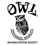 OWL Orphaned Wildlife Rehabilitation Society charity